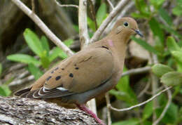 Imagem de Zenaida aurita (Temminck 1809)