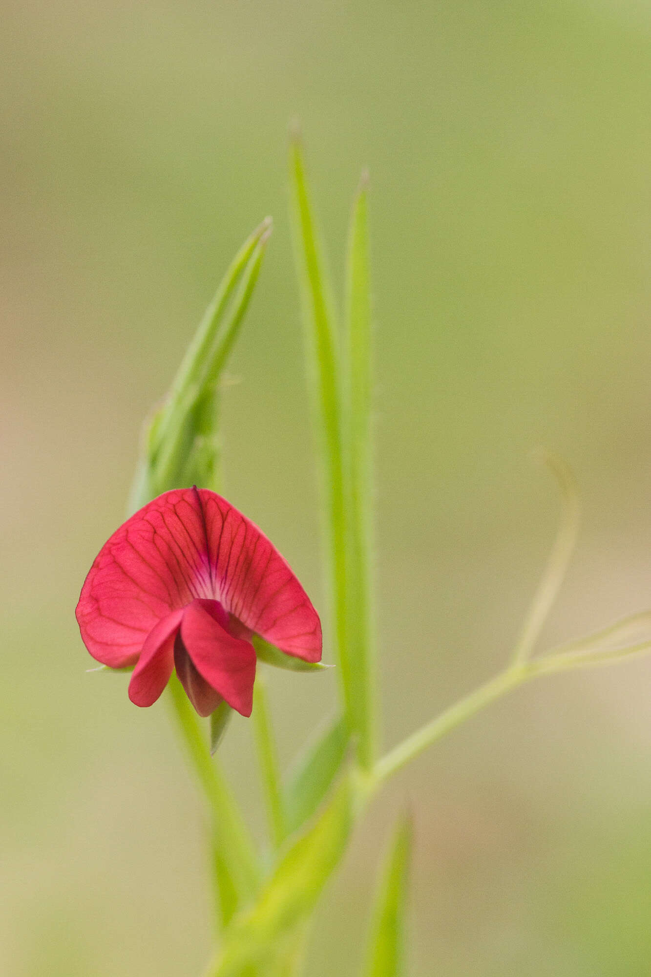 Image of pea