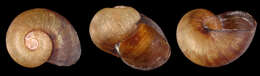 Image of Paryphantopsis vanatinensis Slapcinsky 2006