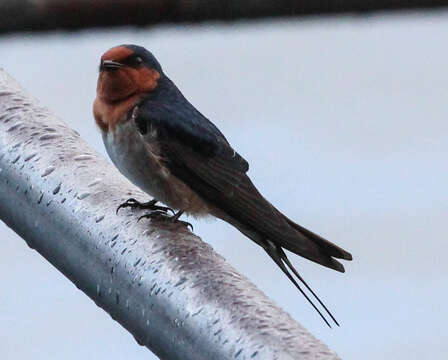 Imagem de Hirundo neoxena Gould 1842