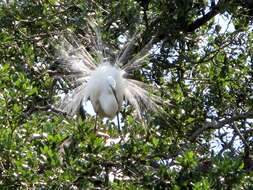 Image of Great Egret