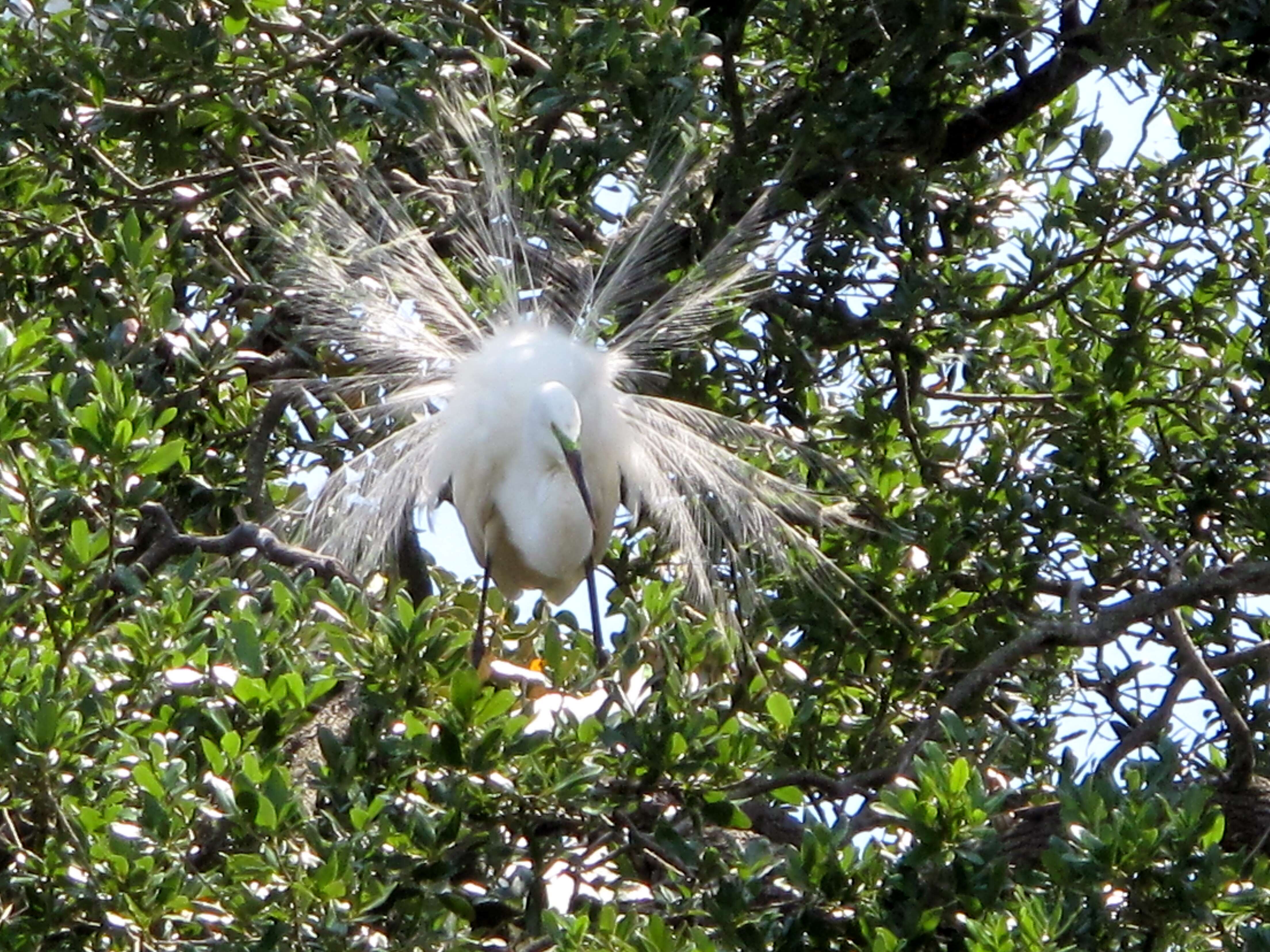 Image of Great Egret