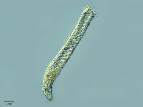 Image of Ciliophora