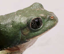 Image of Mexican leaf frog