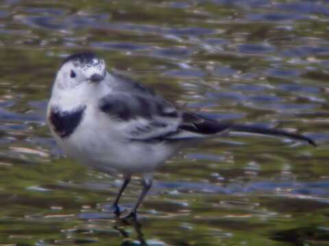 Image of Motacilla alba leucopsis Gould 1838