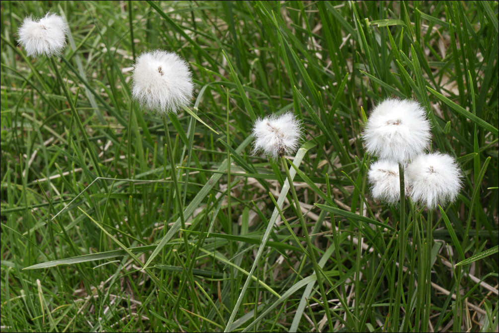 Image of white cottongrass