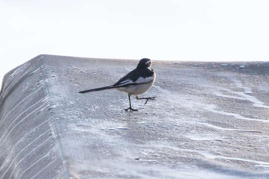 Image of African Pied Wagtail