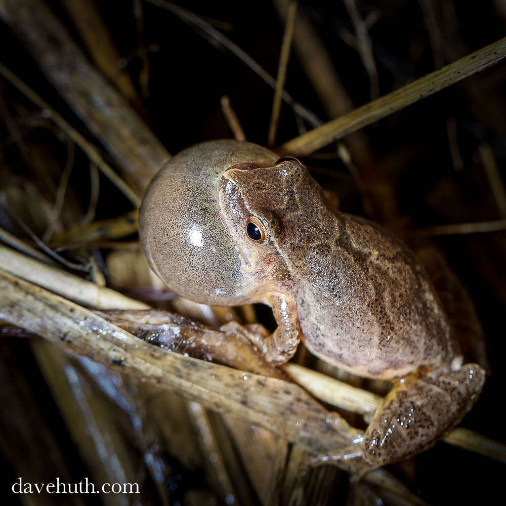 Image of Spring Peeper