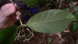 Image of Coussarea albescens (DC.) Müll. Arg.