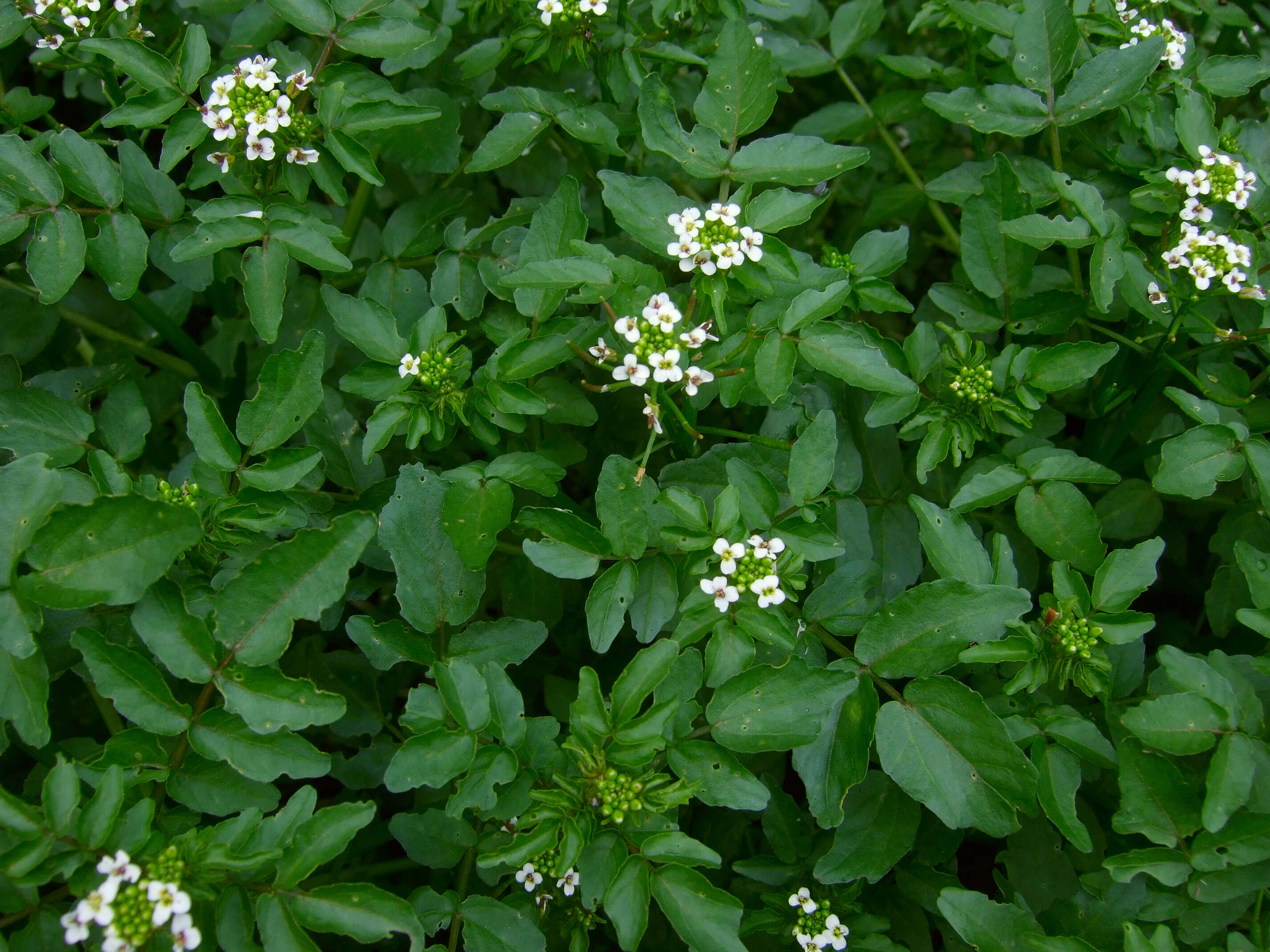 Image of yellowcress