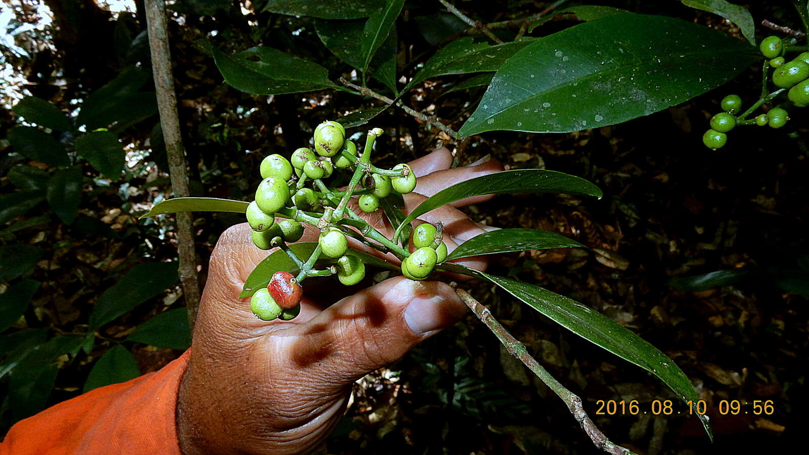 Image of ixora