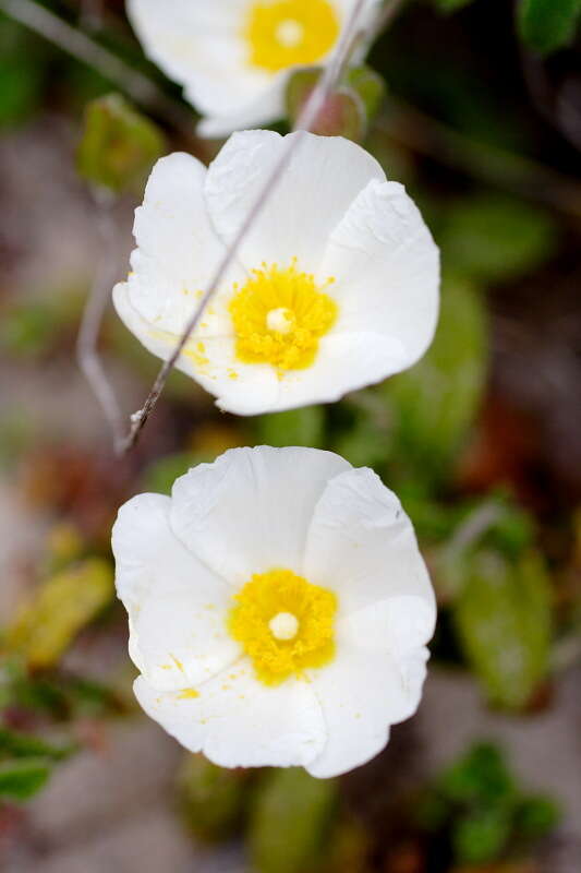 Image of Rockrose