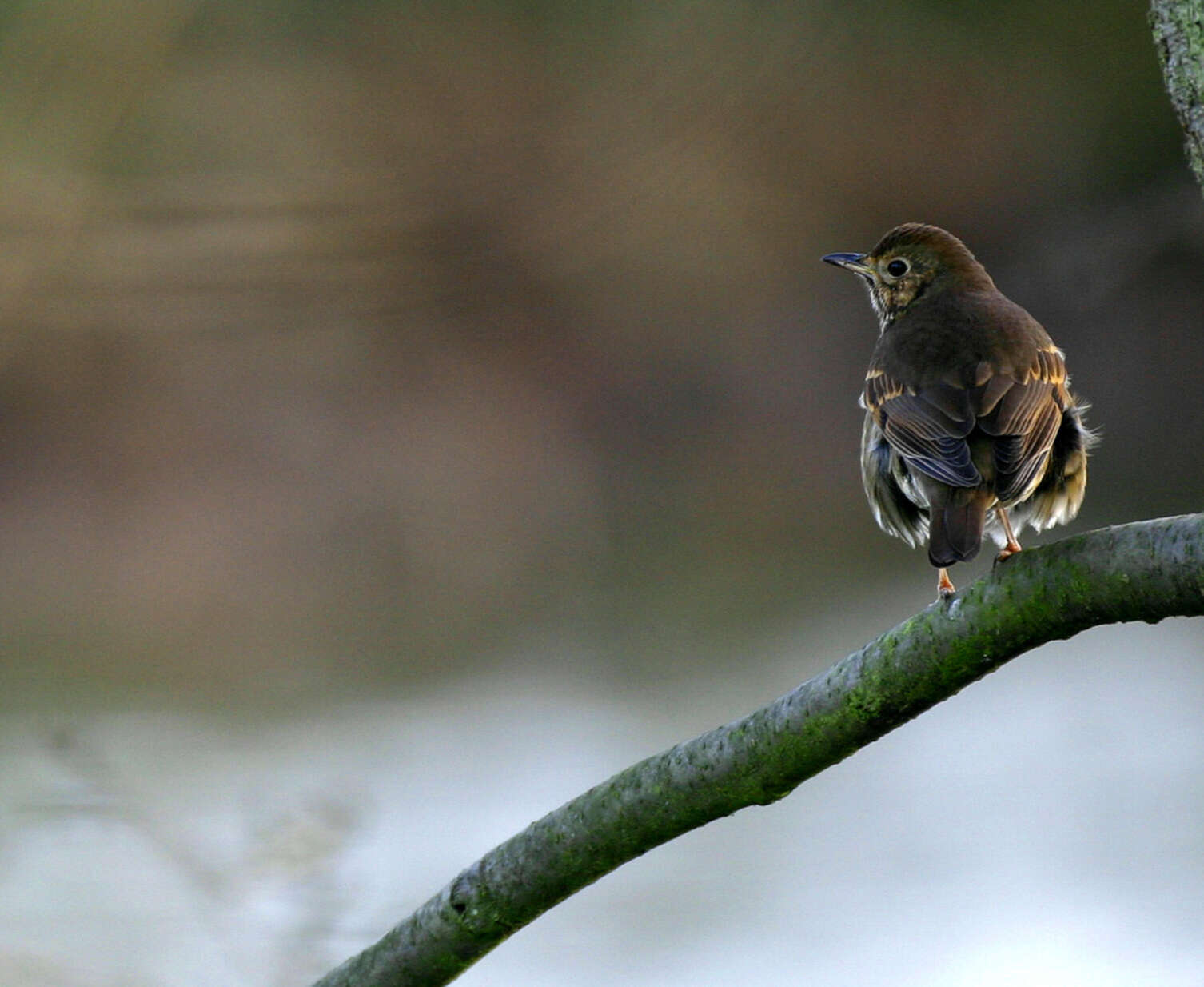 Image of Song Thrush