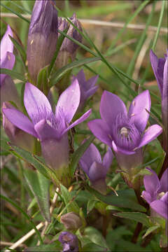 Image de Gentianella pilosa (Wettst.) J. Holub