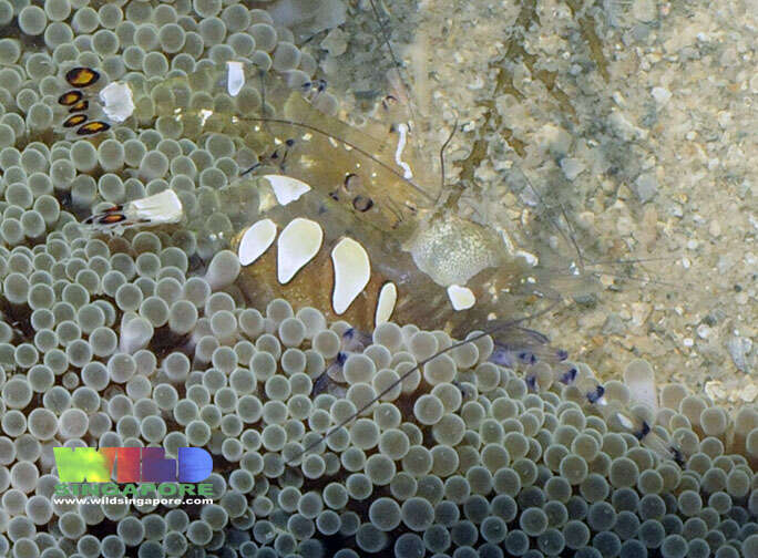 Image of Haddon's Carpet Anemone