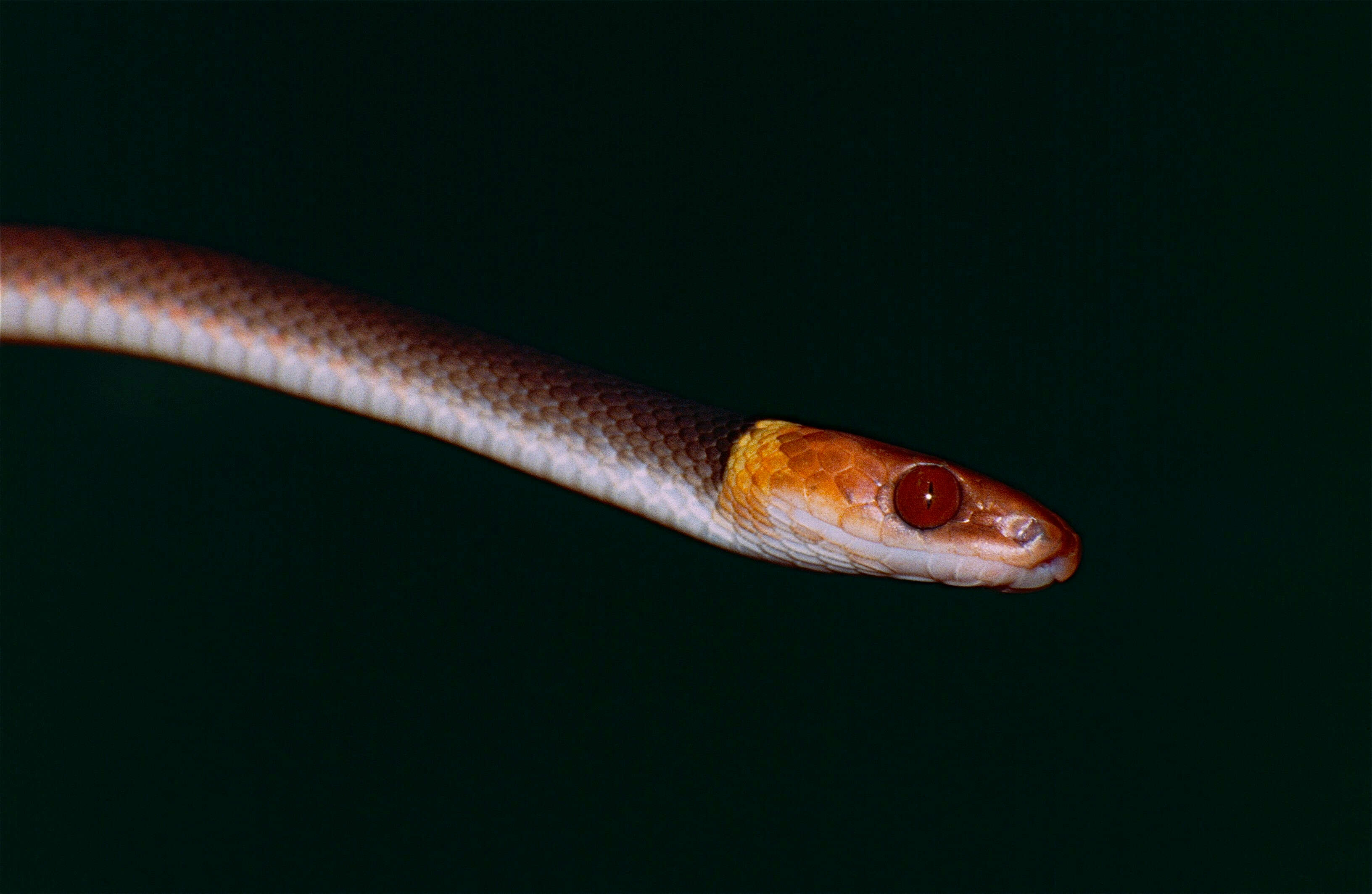 Siphlophis Fitzinger 1843 resmi