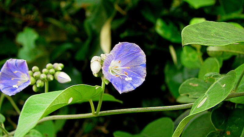 Image of Jacquemontia glaucescens Choisy