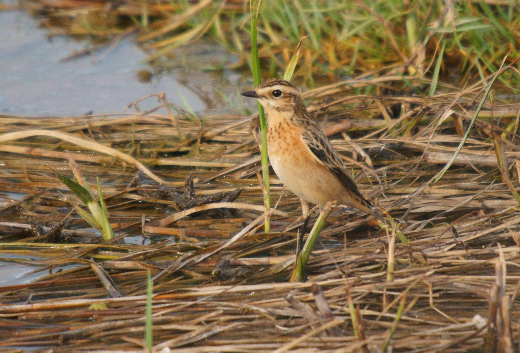 Image of Saxicola Bechstein 1802