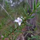 Image of Philotheca scabra subsp. scabra