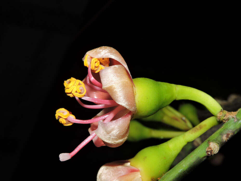 Image de Ceiba