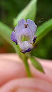 Image de Torenia thouarsii (Cham. & Schltdl.) Kuntze