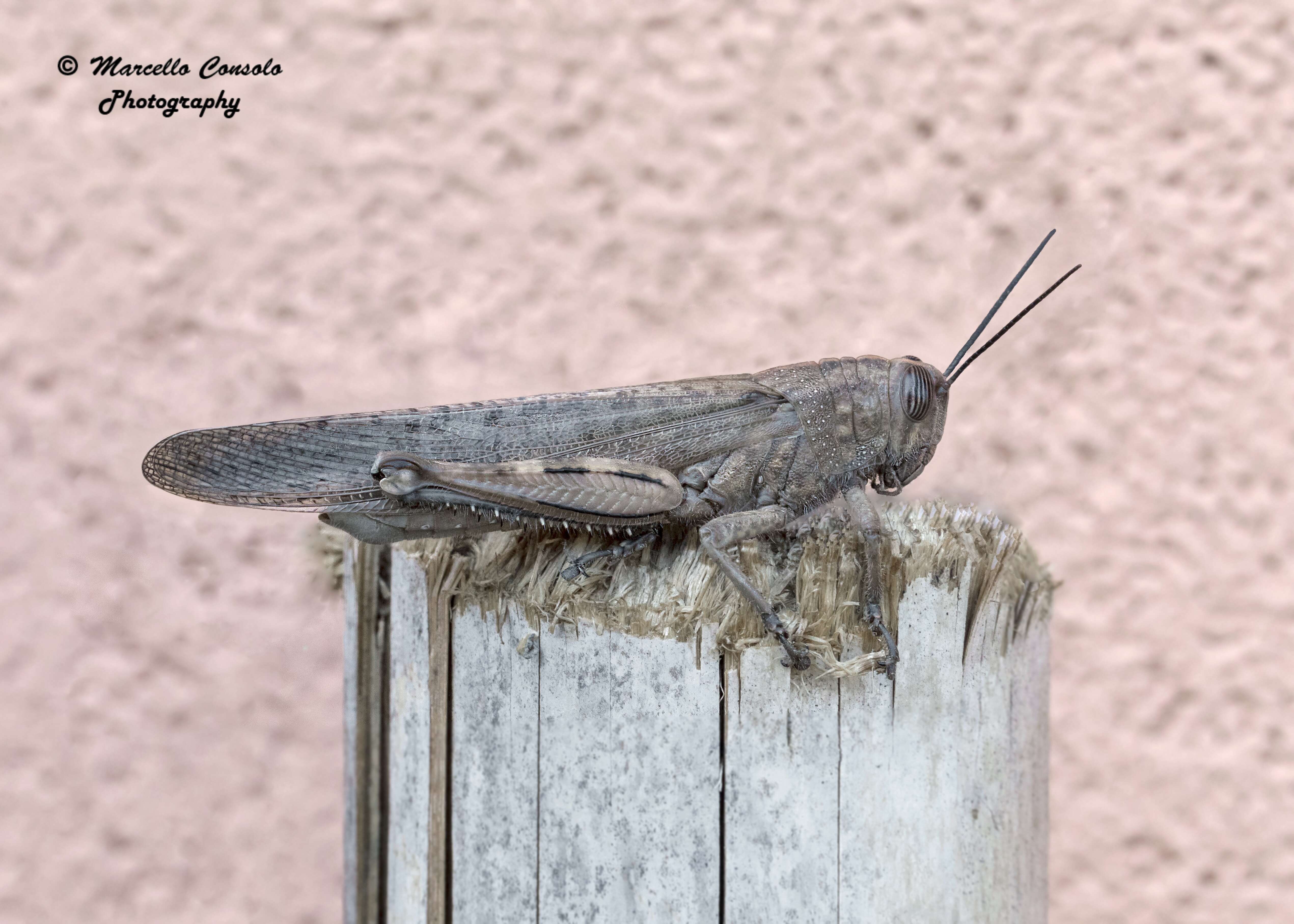 Image of egyptian grasshopper, tree locust