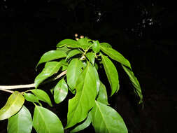 Imagem de Dendropanax caucanus (Harms) Harms