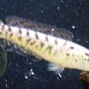 Image of Spotted snakehead