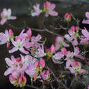 Image of pinkshell azalea