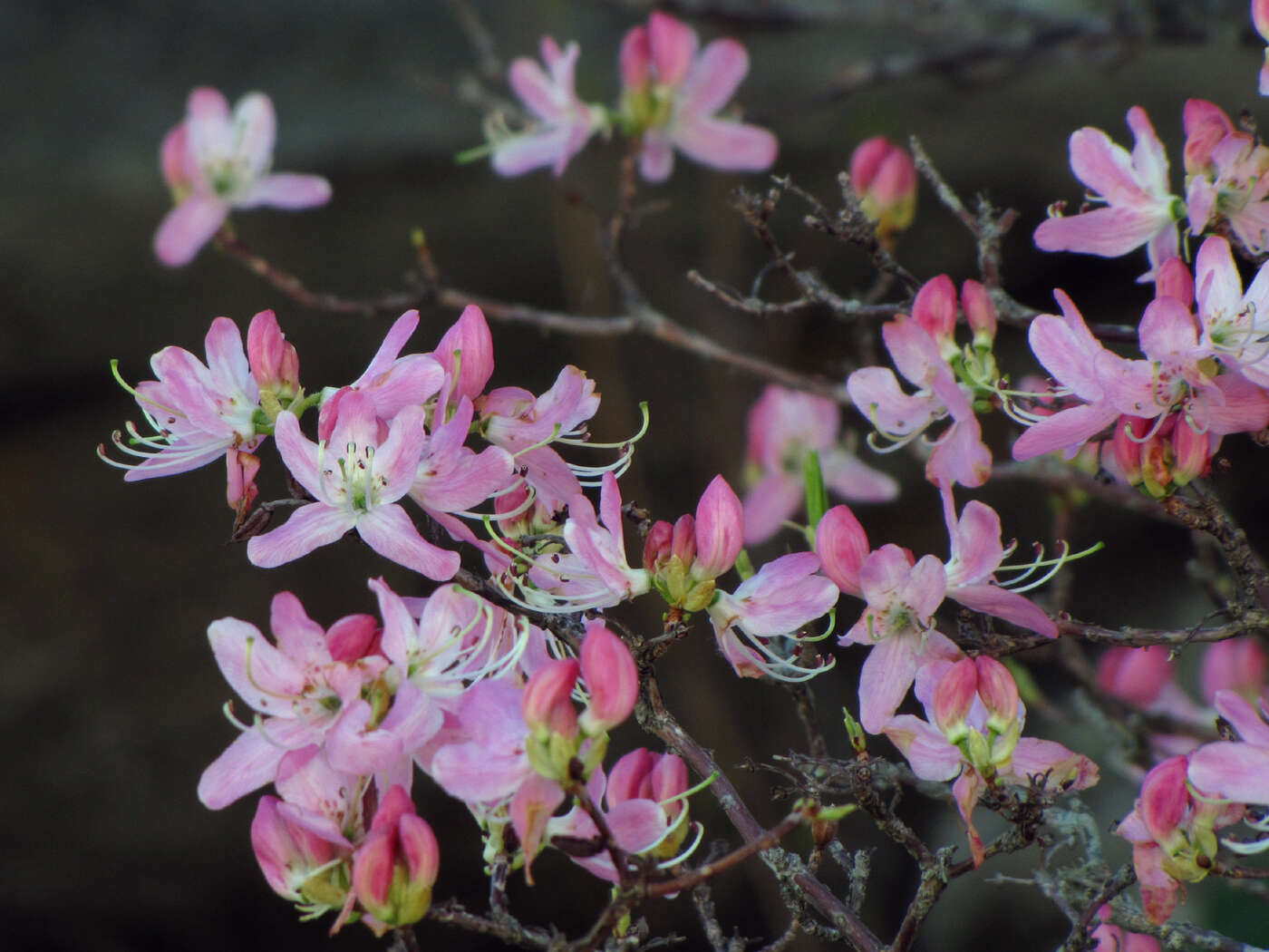صورة Rhododendron vaseyi A. Gray