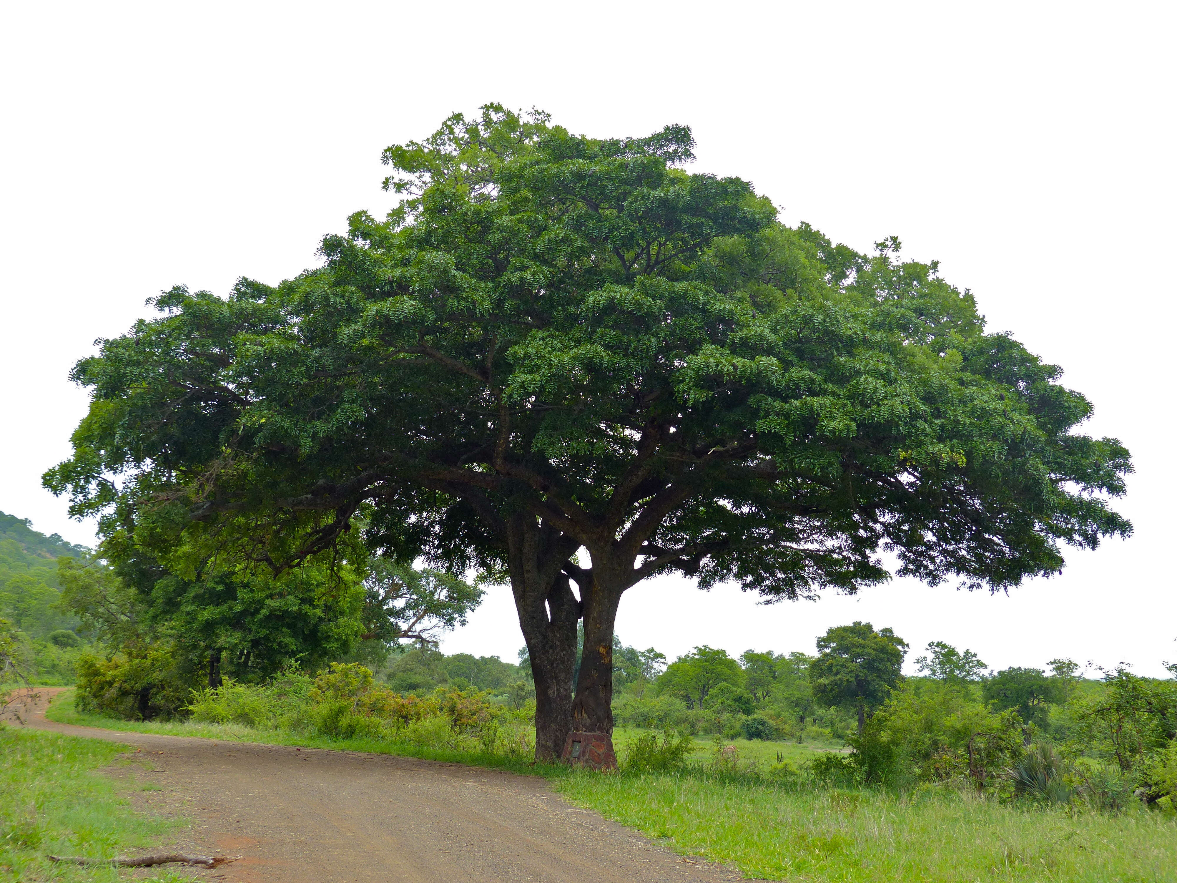 Image of sausage tree