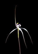 Image of Caladenia saggicola D. L. Jones