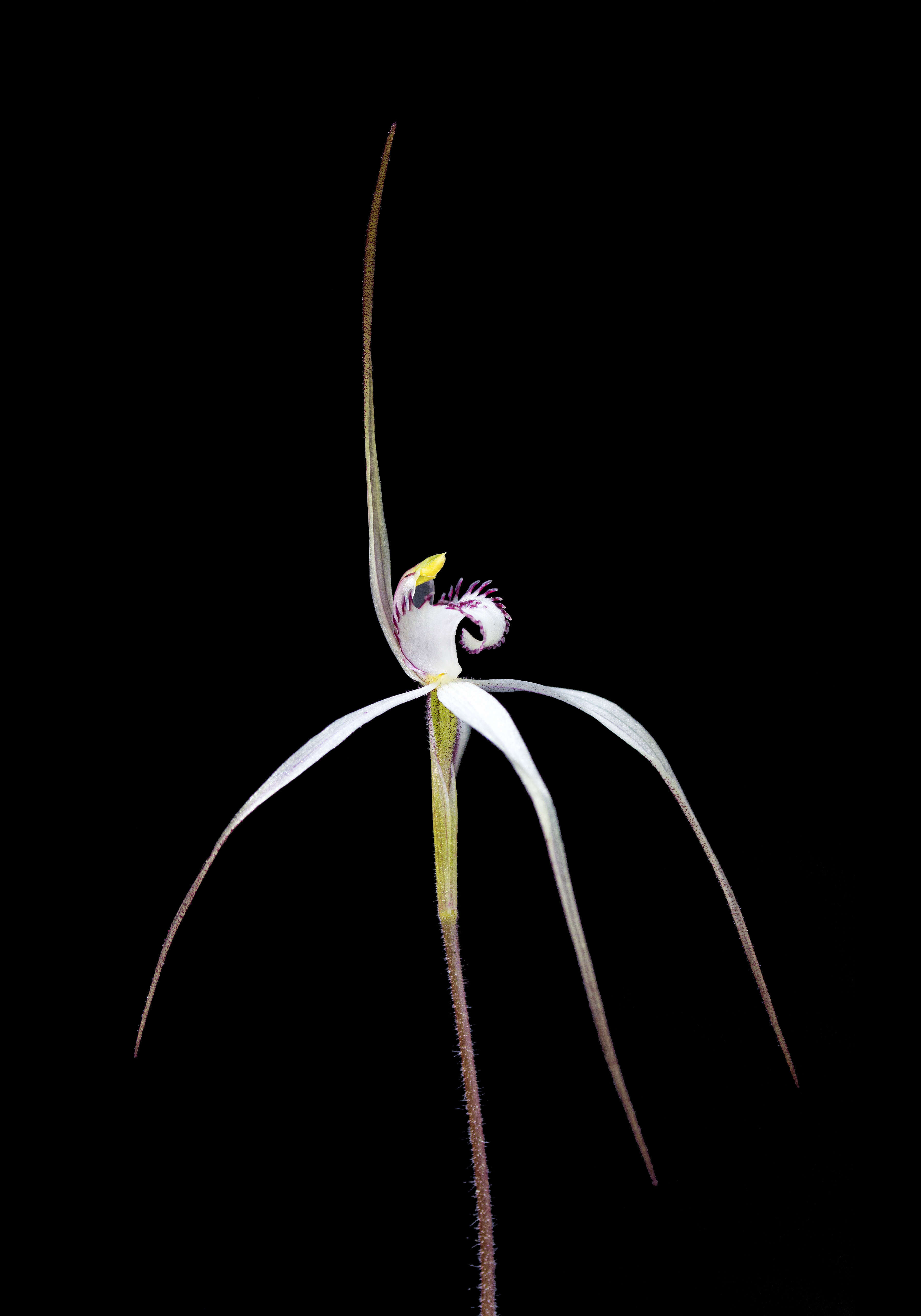 Imagem de Caladenia saggicola D. L. Jones