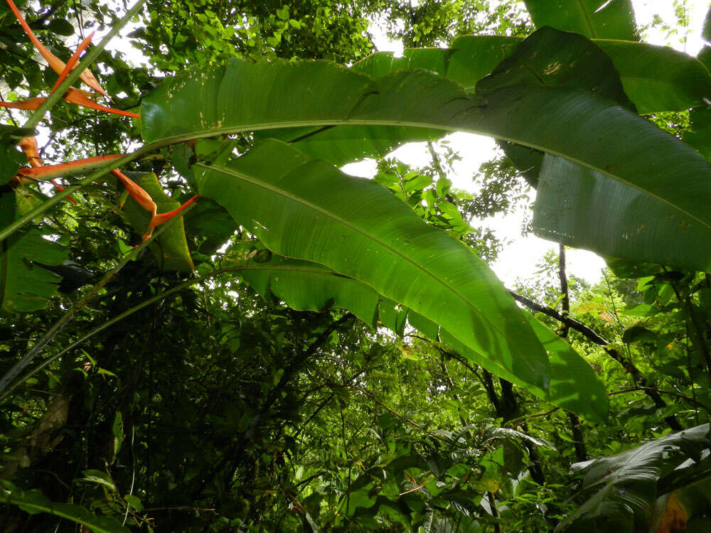 Plancia ëd Heliconia latispatha Benth.