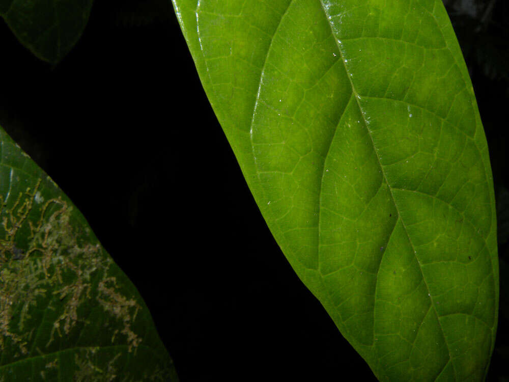 Image of Pubescent Sorocea (tree)