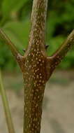 Image of Neoraputia trifoliata (Engl.) Emmerich ex Kallunki