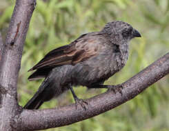 Image of Australian choughs