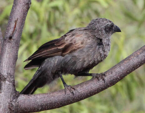 Image of Struthidea Gould 1837