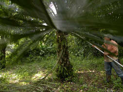 Image of oil palm