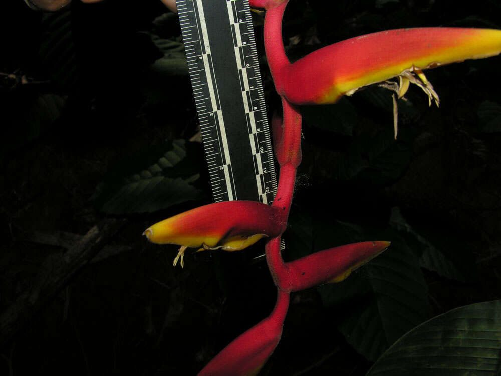 Image of Heliconia marginata (Griggs) Pittier