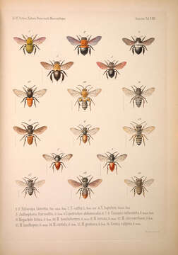 Image de Xylocopa lateritia Smith 1854