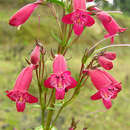 Image of Penstemon roseus (Sweet) G. Don