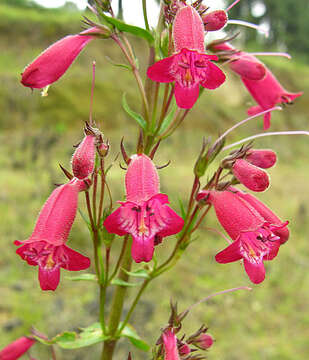 Image of Penstemon
