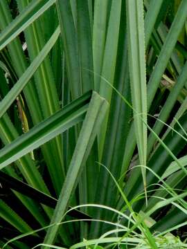 Image of Benstonea atrocarpa (Griff.) Callm. & Buerki