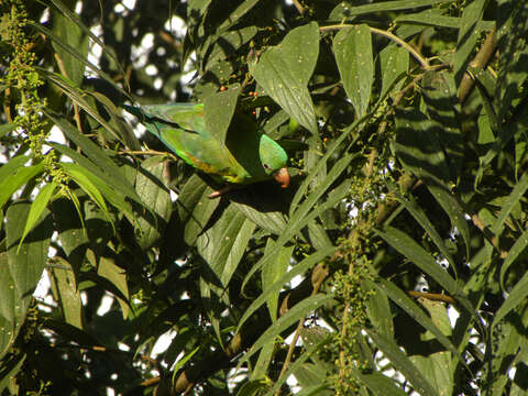 Image of Florida trema