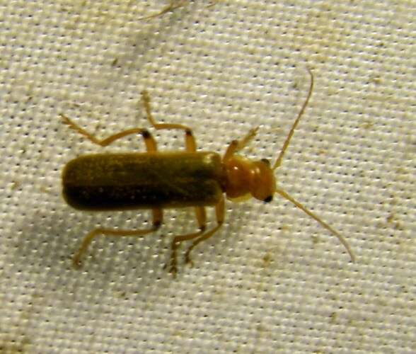Image of Cantharis