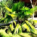 Image of round-leaf fountain palm