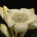 Image of Ruellia proxima Lindau