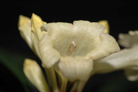 Image of Ruellia proxima Lindau