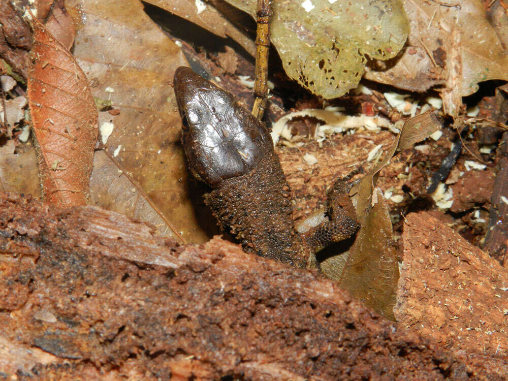 Image of night lizards